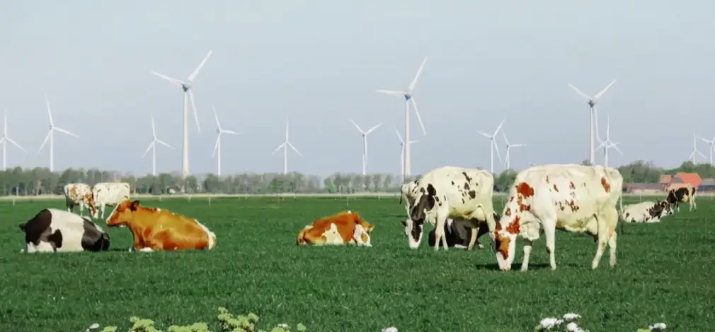 Gruppe Kühe auf grüner Weide, im Hintergrund mehrere Windräder. Gruppe Kühe auf grüner Weide, im Hintergrund mehrere Windräder.