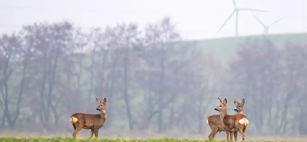 Drei Rehe auf einer grünen Wiese vor einer Waldlichtung, im Hintergrund verschwommene Windräder. Drei Rehe auf einer grünen Wiese vor einer Waldlichtung, im Hintergrund verschwommene Windräder.